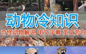 外面卖1699的国外纪录片解说(动物解说、美食、动画片)稳过中视频-全网第一网赚项目资源库-中赚网 & 中创网 & 冒泡网 & 福缘网 - 小本轻创业与优质加盟项目首选平台